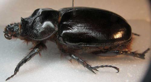 Strategus aloeus
