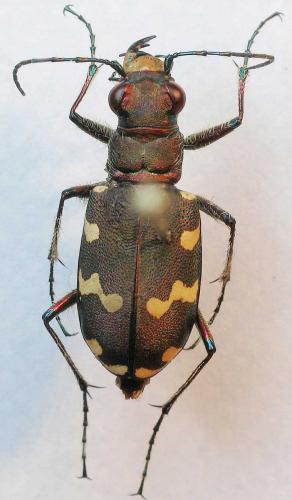 Cicindela hybrida