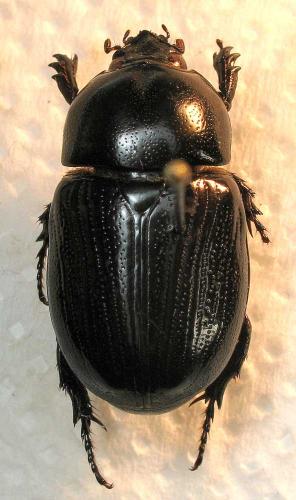 Réf. 6 326 : Oxyligyrus zoilus