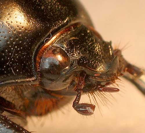 Oxyligyrus zoilus