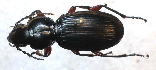 Pterostichus madidus