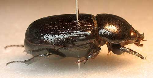 Oxyligyrus zoilus