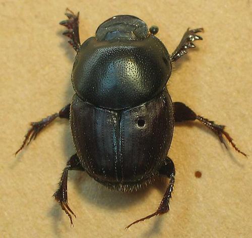 Réf. 6 508 : Onthophagus taurus