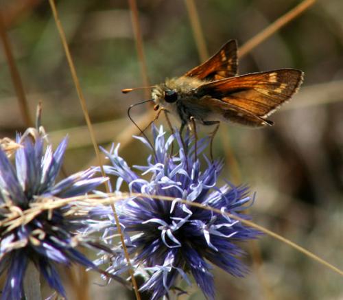 Réf. 6 419 : Hesperia comma