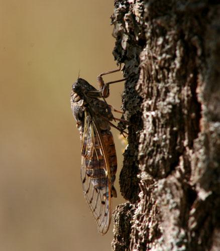 Cicada orni