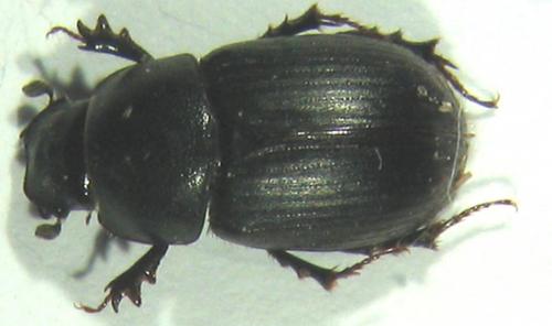 Réf. 6 410 : Amidorus obscurus