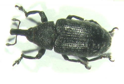 Réf. 6 417 : Larinus carlinae