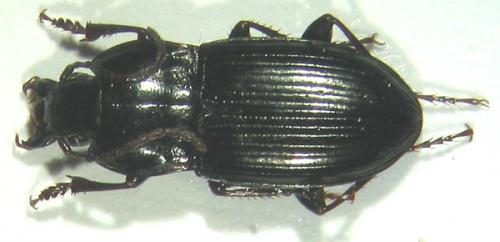 Pterostichus abaxoides