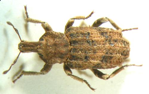 Réf. 6 534 : Entomoderus sp.