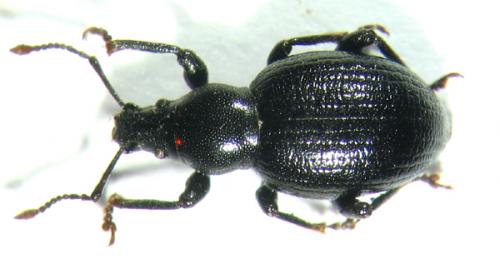 Otiorhynchus arcticus jugicola