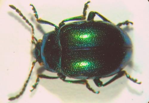 Chrysolina sp.