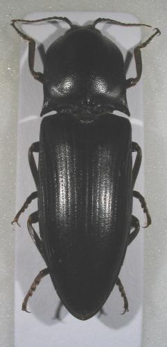 Réf. 6 711 : Lanelater fuscipes