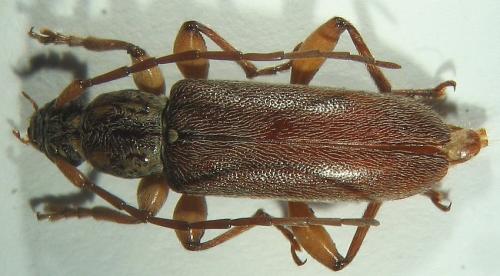 Ceresium unicolor