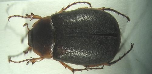Hoplochelus marginalis