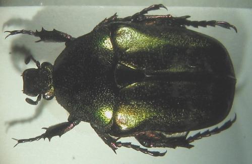 Réf. 6 843 : Potosia cuprea