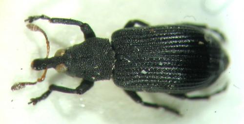 Réf. 6 954 : Magdalis ruficornis