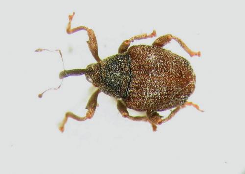 Réf. 6 994 : Parethelcus pollinarius