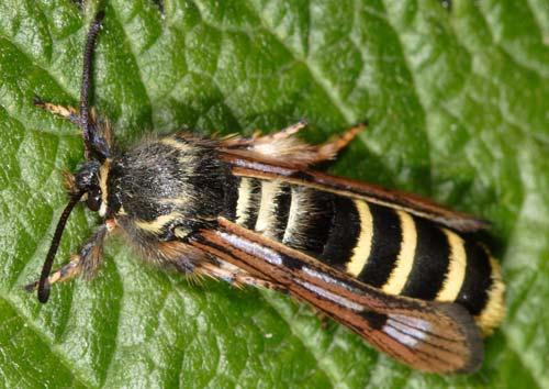 Réf. 6 457 : Pennisetia hylaeiformis