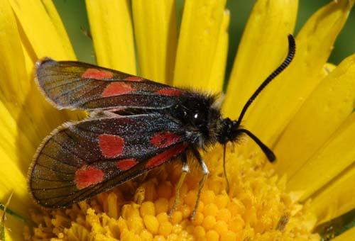 Réf. 6 458 : Zygaena exulans