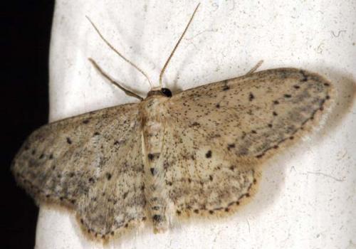Idaea seriata
