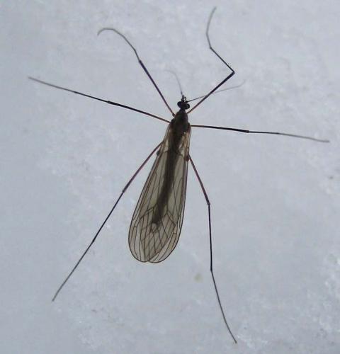 Trichocera sp.