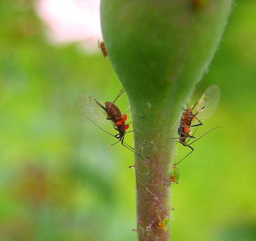 Réf. 6 090 : Macrosiphum rosae