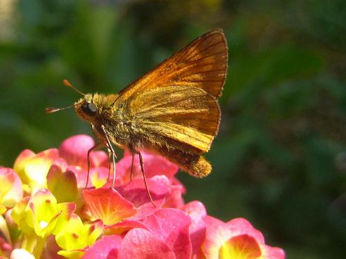 Ochlodes sylvanus