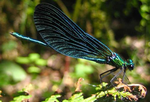 Réf. 6 083 : Calopteryx virgo virgo