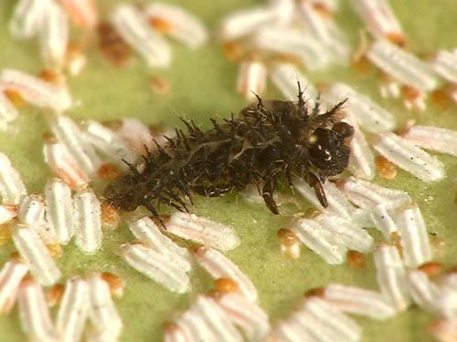 Réf. 6 093 : Chilocorus renipustulatus