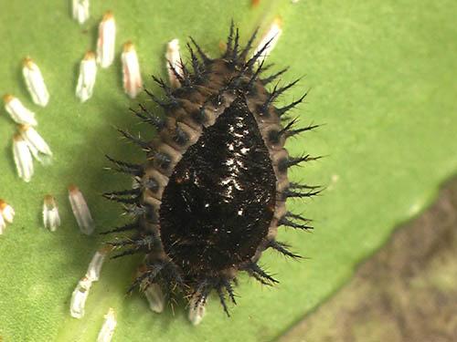 Réf. 6 096 : Chilocorus renipustulatus