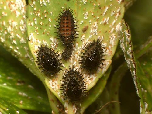 Réf. 6 097 : Chilocorus renipustulatus