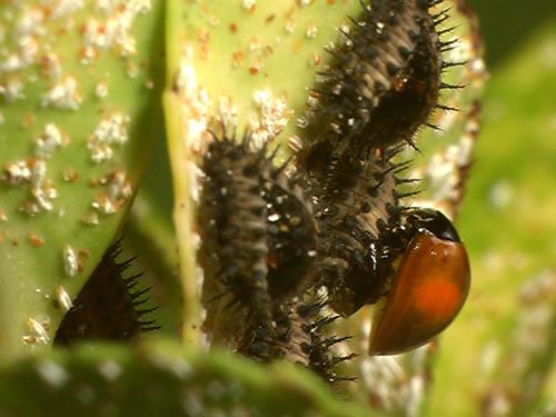 Réf. 6 099 : Chilocorus renipustulatus