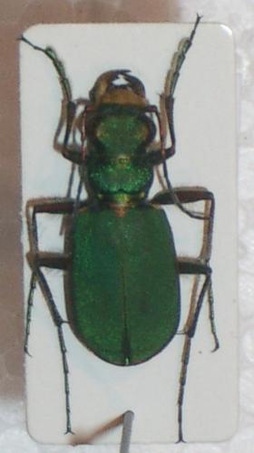 Réf. 6 760 : Cicindela campestris