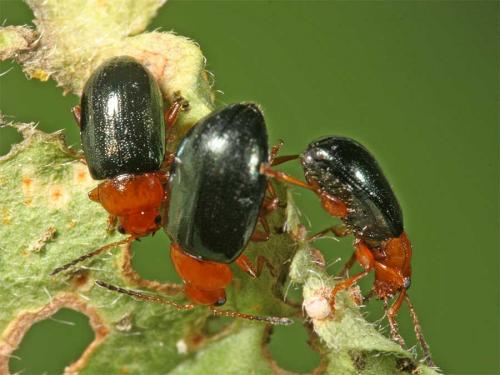Réf. 6 739 : Podagrica sp.
