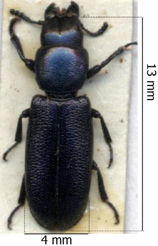 Temnoscheila caerulea
