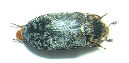 Réf. 6 556 : Dermestes undulatus