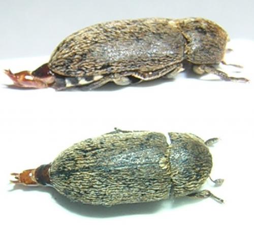 Réf. 6 555 : Dermestes mustelinus