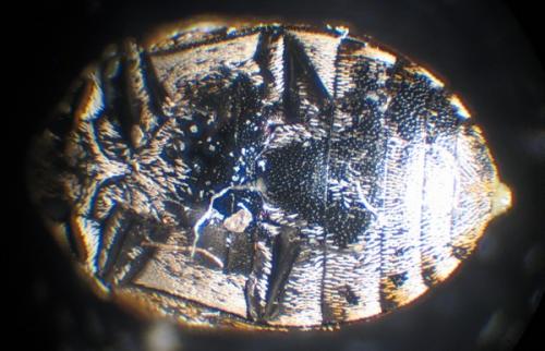 Anthrenus verbasci
