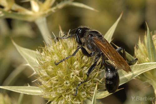 Isodontia paludosa