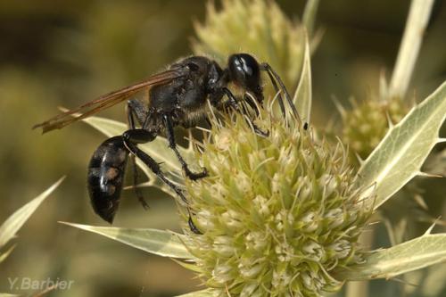 Isodontia paludosa
