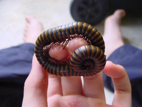 Orthoporus sp.