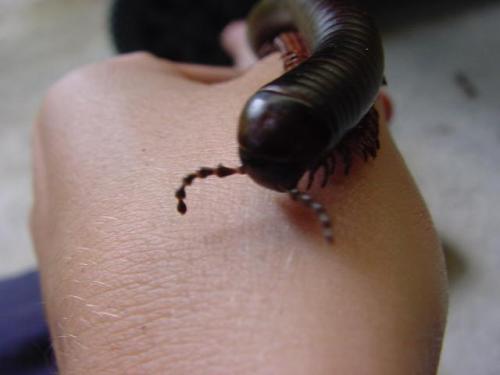 Orthoporus sp.