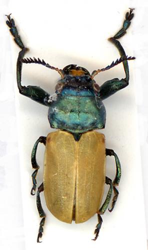 Réf. 6 283 : Labidostomis sp.