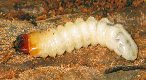 Réf. 6 202 : Rhagium inquisitor