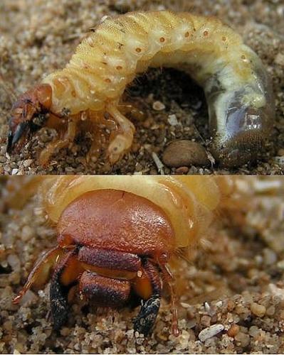 Anoxia villosa