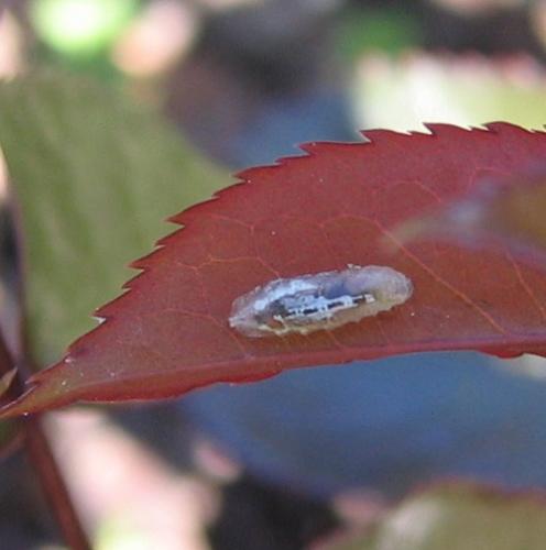 Episyrphus balteatus