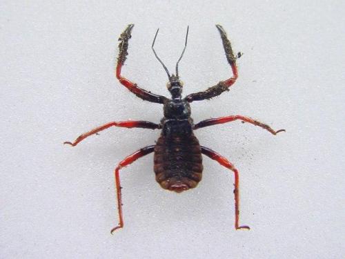 Réf. 6 927 : Beharus cylindripes