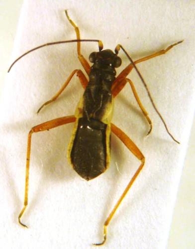 Pithanus maerkelii
