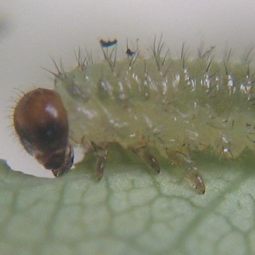 Cladius pectinicornis