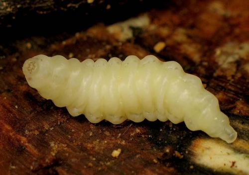 Réf. 6 897 : Xorides sp.